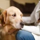 Years dog food recall issued after nearly 200 reports of dog eye issues