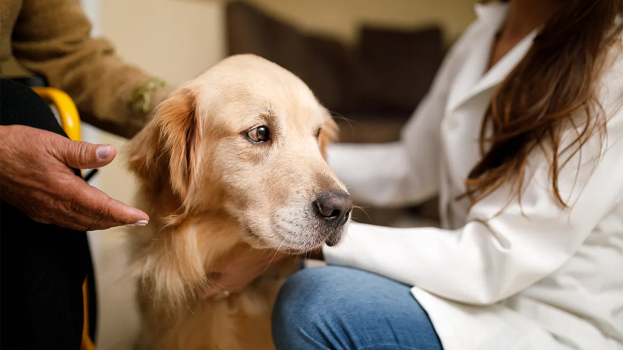 Years dog food recall issued after nearly 200 reports of dog eye issues