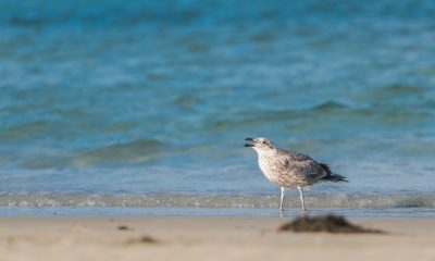 Australia Records Its First Suspected Mass Bird Flu Die-Off as