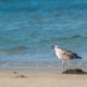 Australia Records Its First Suspected Mass Bird Flu Die-Off as