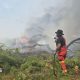 A firefighter standing in a field wearing protective clothing and holding a fire hose. They are facing away from the camera and a wildfire burns in the background. A tree is lying on its side and in flames and there are large plumes of smoke in the air.