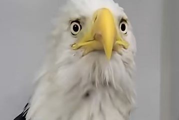 Beloved Big Bear Bald Eagle Jackie's Anemia Worsens as Blood