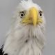 Beloved Big Bear Bald Eagle Jackie's Anemia Worsens as Blood