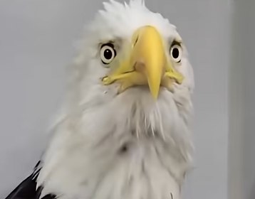 Beloved Big Bear Bald Eagle Jackie's Anemia Worsens as Blood