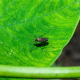 Laser mosquito killer uses lidar and AI to zap bugs for under $1,100