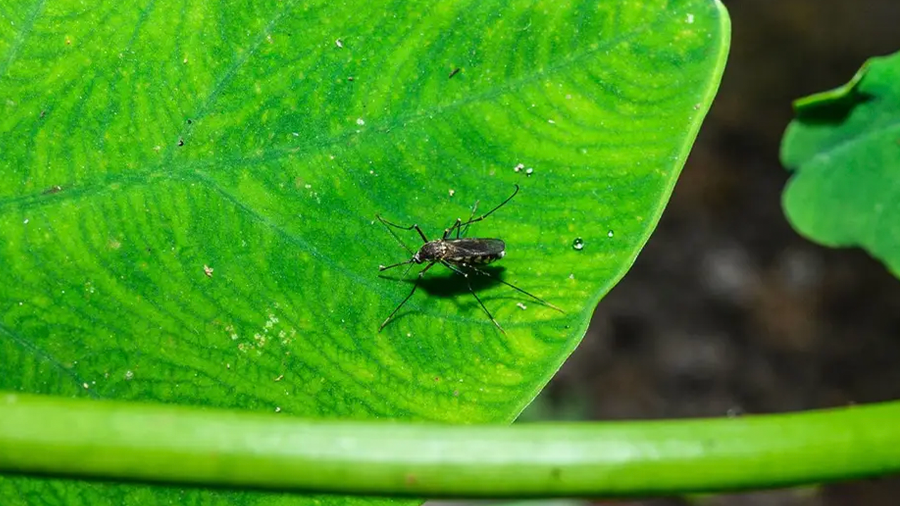 Laser mosquito killer uses lidar and AI to zap bugs for under $1,100