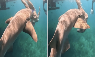 Influencers are putting their lives in jeopardy for the perfect shark snap | News World