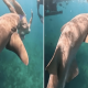 Influencers are putting their lives in jeopardy for the perfect shark snap | News World