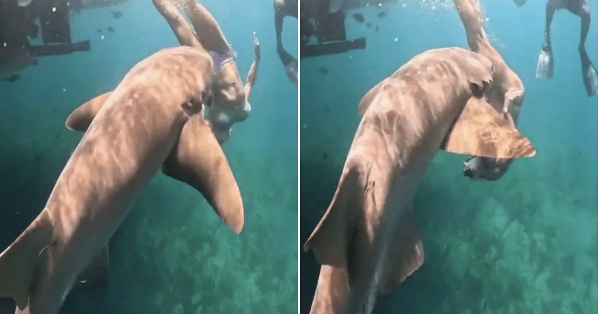 Influencers are putting their lives in jeopardy for the perfect shark snap | News World