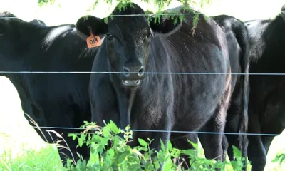 American ranchers facing cattle shortage as Trump vows to lower beef prices