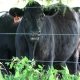 American ranchers facing cattle shortage as Trump vows to lower beef prices