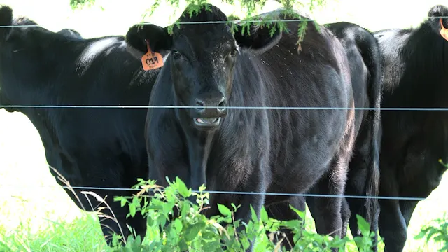 American ranchers facing cattle shortage as Trump vows to lower beef prices