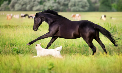 Nationwide recall issued for dog and horse medication over fiberglass