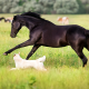 Nationwide recall issued for dog and horse medication over fiberglass