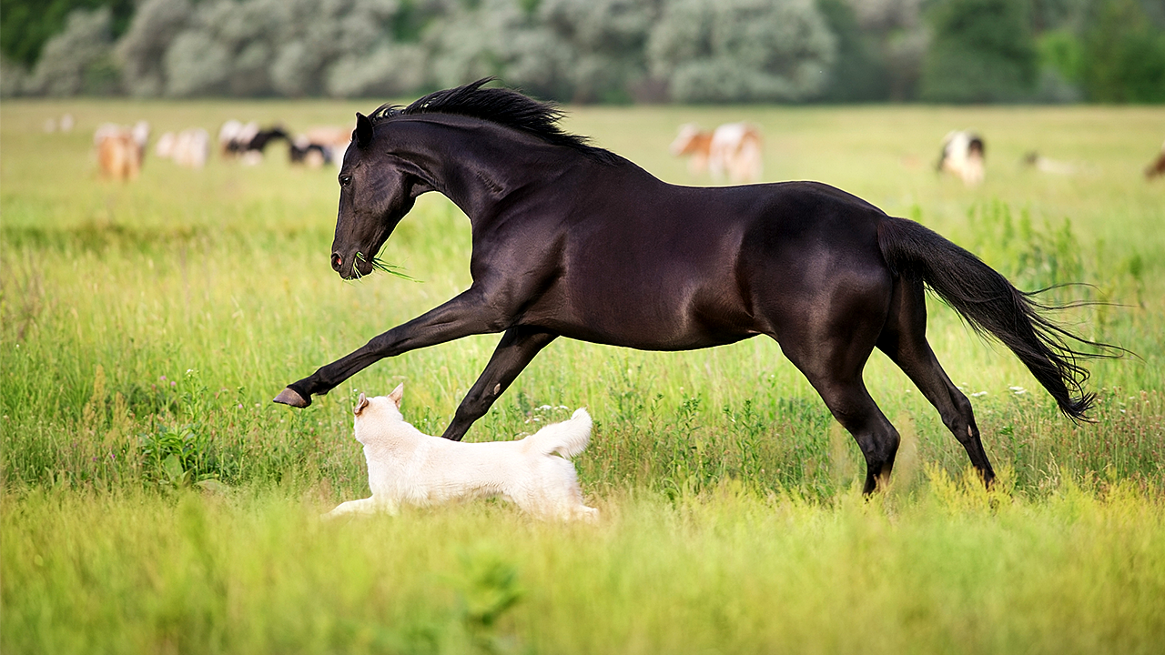 Nationwide recall issued for dog and horse medication over fiberglass