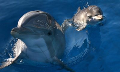 Dolphins