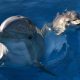 Dolphins