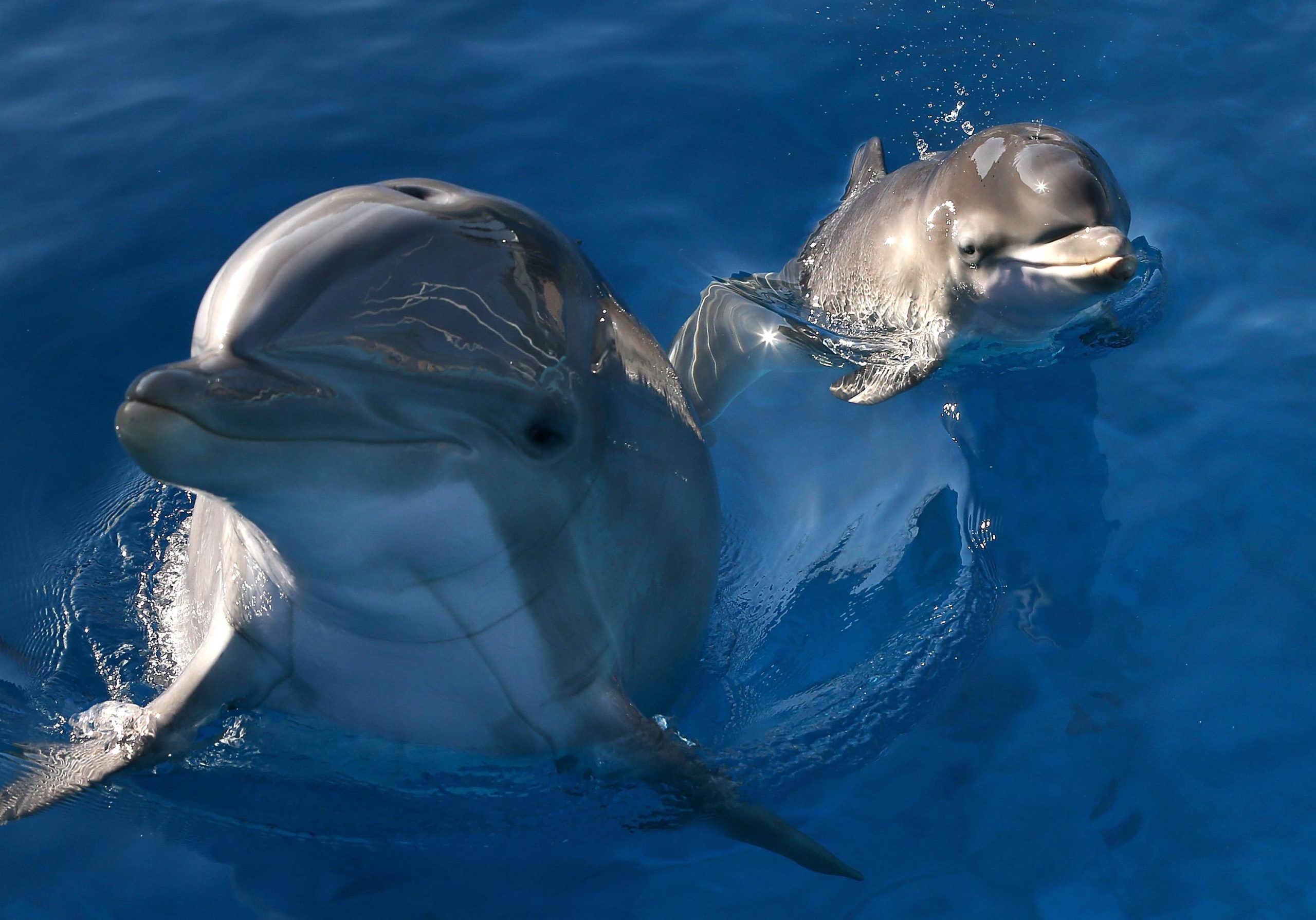 Dolphins