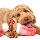 Dunkin' launches first-ever dog drive-thru to celebrate National Dog Day