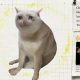 CASHCAT jumps 120% in a week as Robinhood Chain TVL hits $774 million