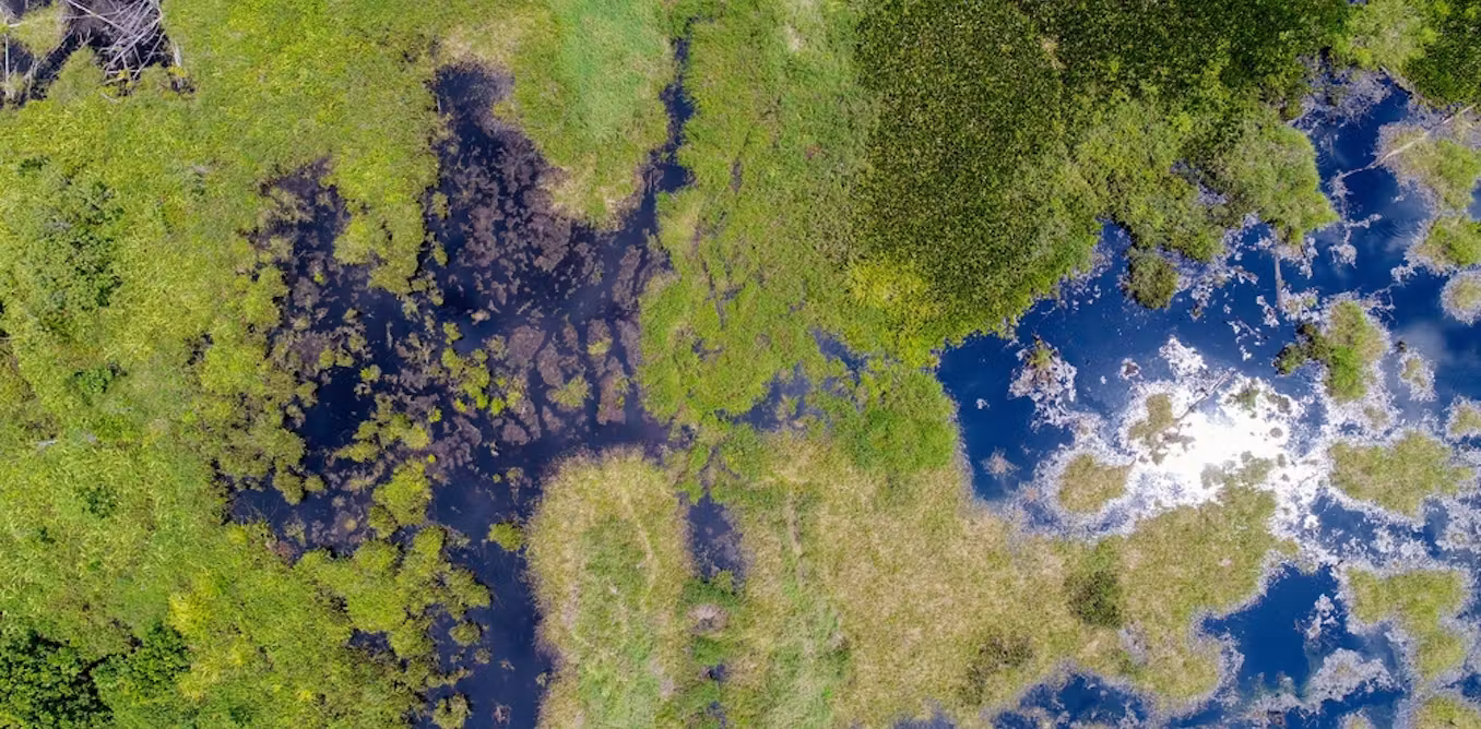 how peat restoration has reduced fire risk in Indonesia’s tropical forests