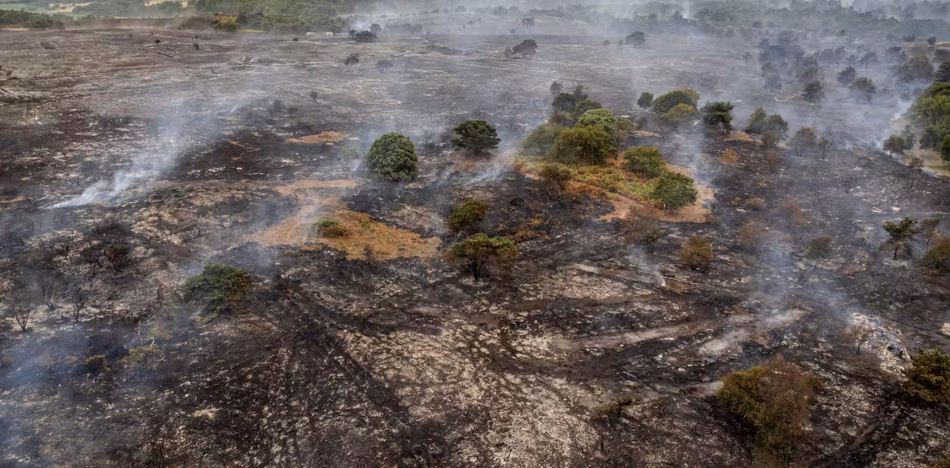 How rewilding could help stop the spread of Britain’s wildfires