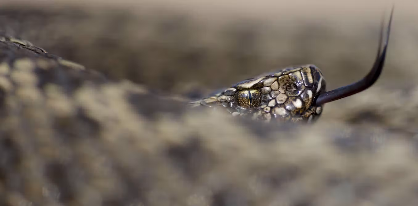 Why snake venom may have evolved to catch dinner, not for defence
