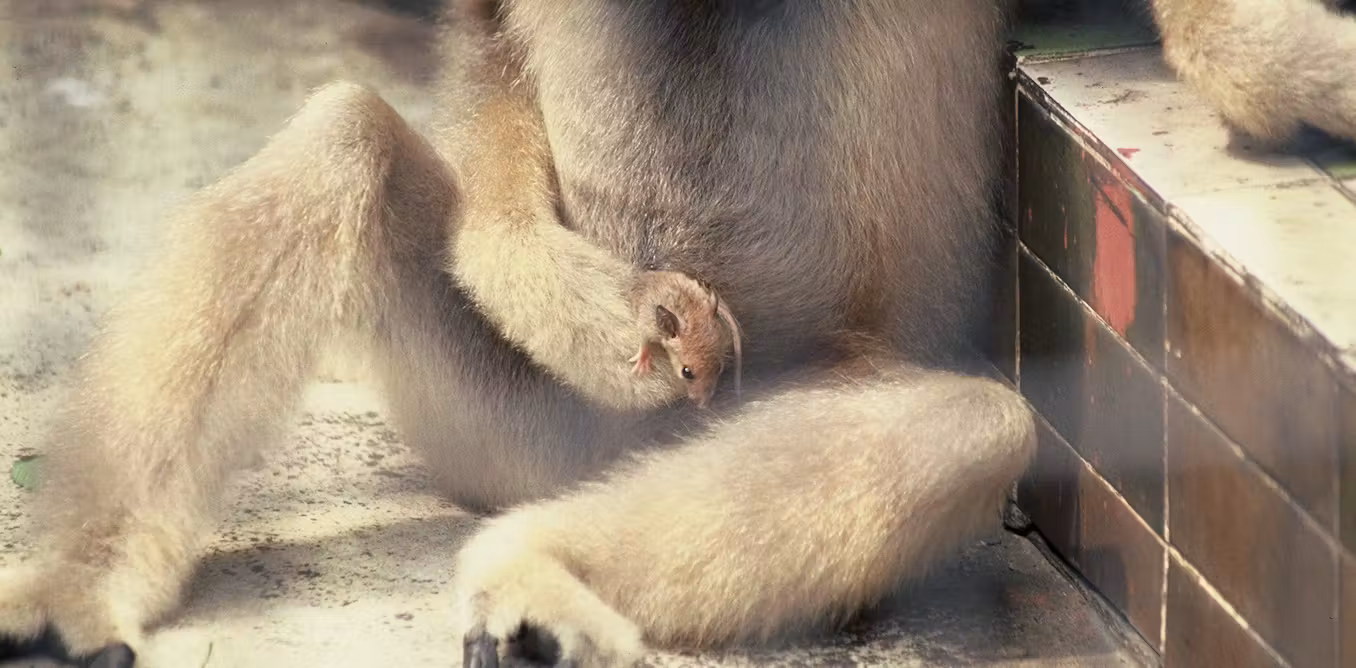 Monkeys keep pets too - animal specialist on the world of interspecies friendship