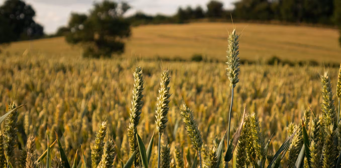 what is the
best way to grow food in a changing climate?