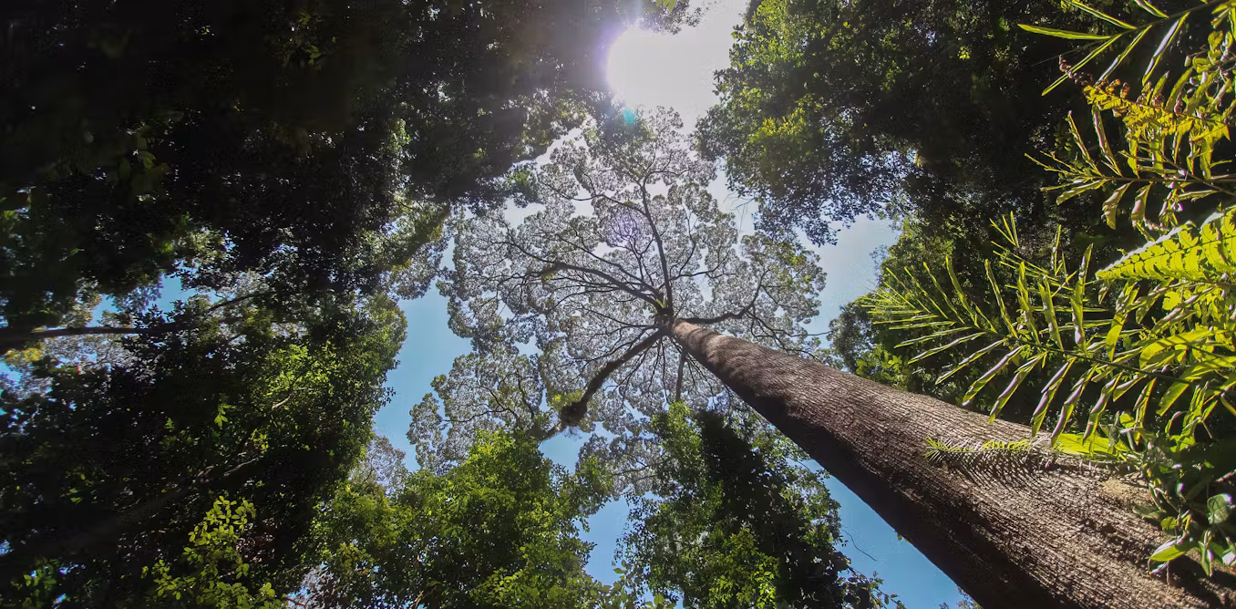 The world’s biggest trees could hold the secret to coping with drought