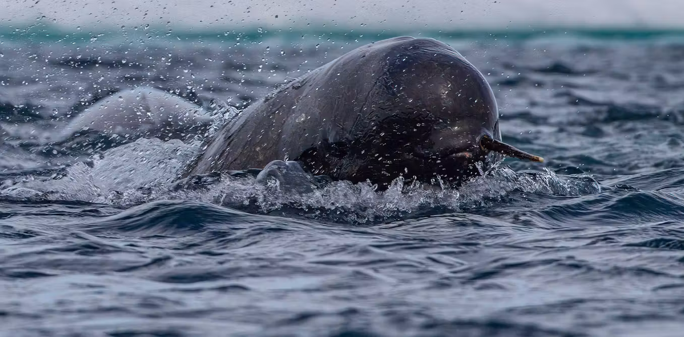 Narwhals are helping scientists map warm water hidden in Greenland’s fjords