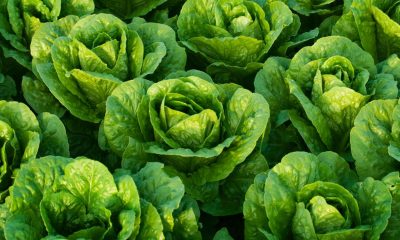 Here's What a Leading Lettuce Breeder Wants You to Know