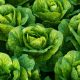 Here's What a Leading Lettuce Breeder Wants You to Know