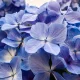 FDA analyzing three color petitions