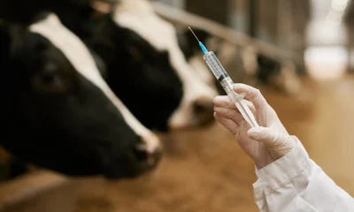 Phibro Animal Health: Zoetis Integrated And Better Cash Flow Ahead