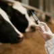 Phibro Animal Health: Zoetis Integrated And Better Cash Flow Ahead