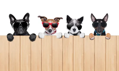 August Buys: 4 IDEAL S&P500 “Safer” Dividend Dogs