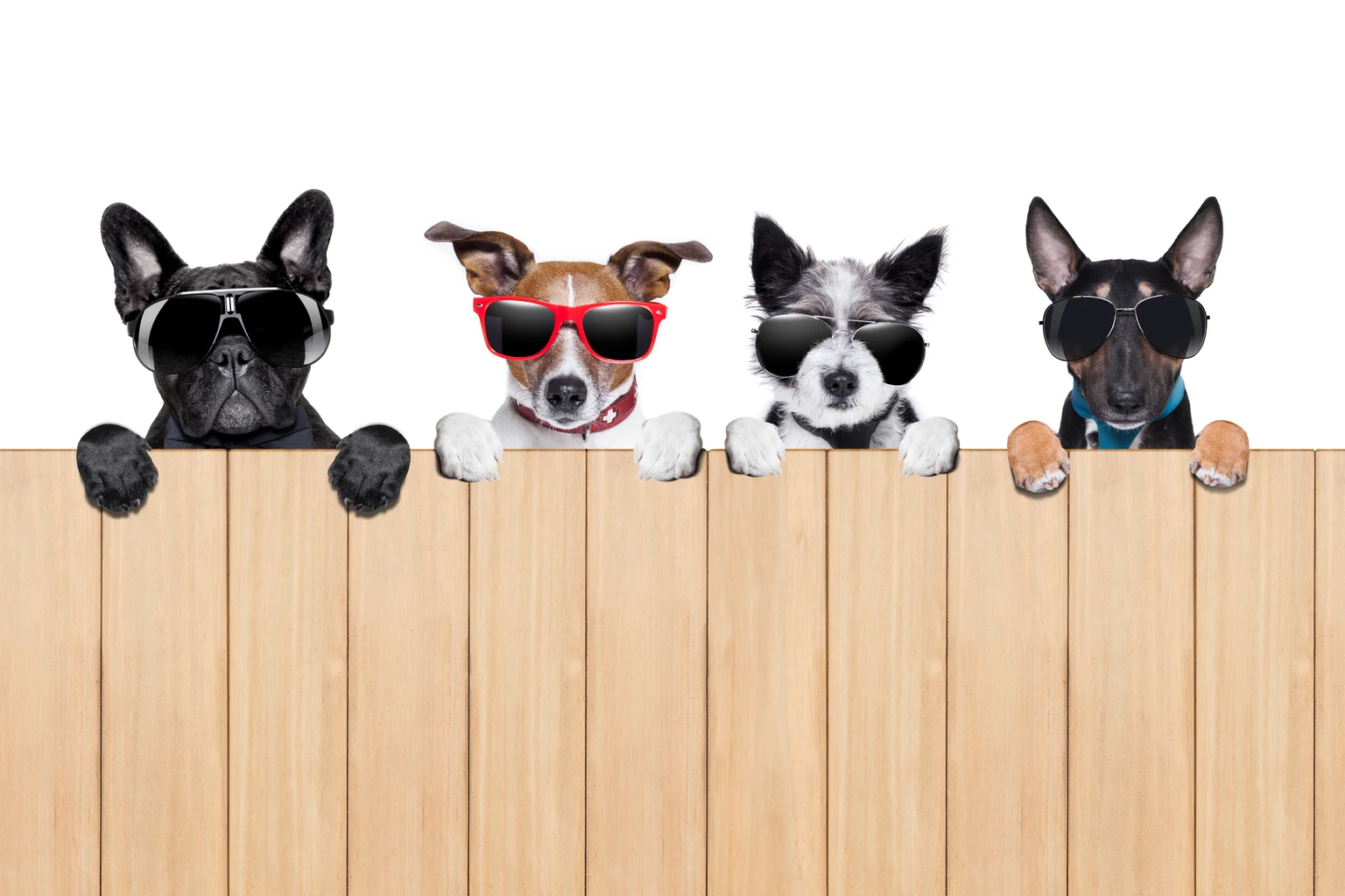 August Buys: 4 IDEAL S&P500 “Safer” Dividend Dogs