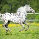 Tracking David Tepper's Appaloosa Management Portfolio - Q2 2026 Update