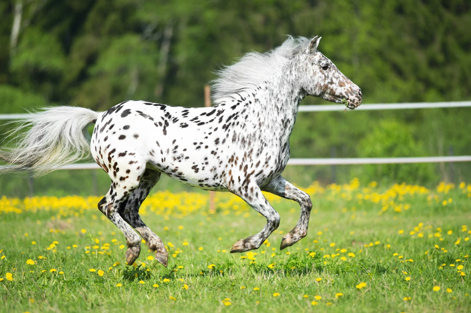 Tracking David Tepper's Appaloosa Management Portfolio - Q2 2026 Update