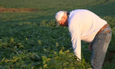 American farmers feed growing demand with less farmland