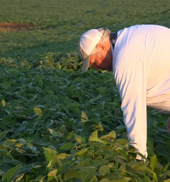 American farmers feed growing demand with less farmland