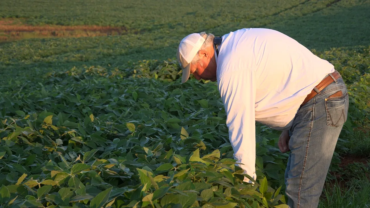 American farmers feed growing demand with less farmland