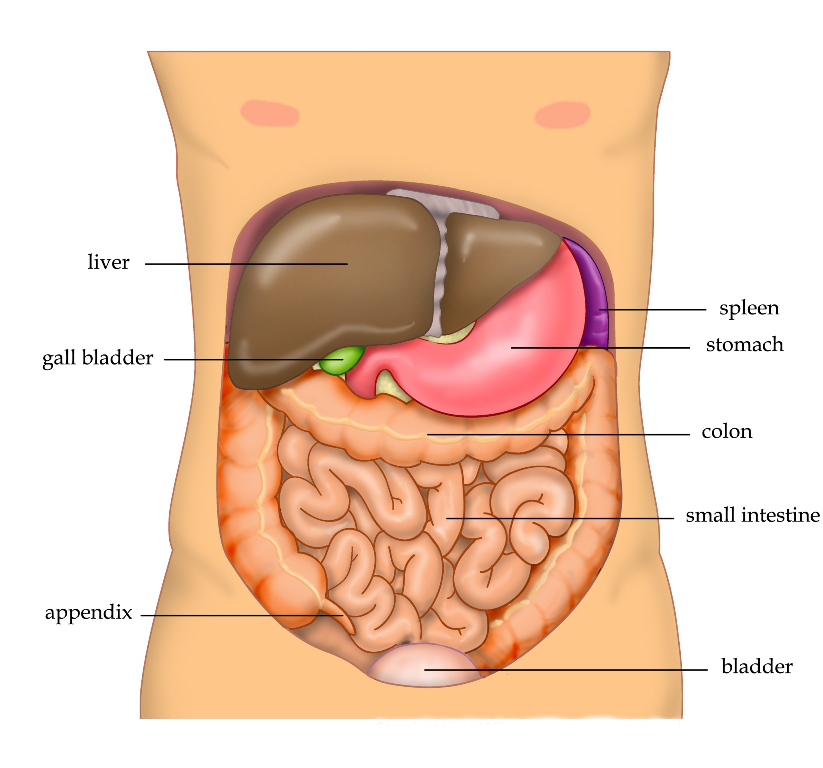Ketogenic Diet Outperforms Other Plans for Reversing Prediabetes and Fatty