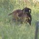 North Carolina Health Officials Urge Farm Adventures Visitors to Call