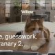 PetLibro App Down Again? Users Report Feeder Connectivity Issues For