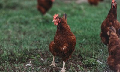Royal Show cuts poultry competition over bird-flu concerns