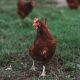 Royal Show cuts poultry competition over bird-flu concerns