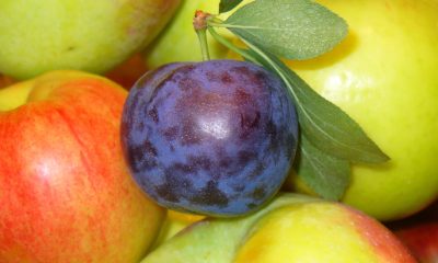 Prunes