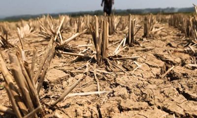 NatWest drought support: repayment holidays for farmers